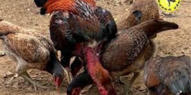 Các Tiêu Chí Đánh Giá Gà Đá Chuẩn