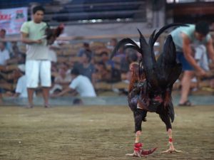 Đá Gà Cựa Sắt 58WIN