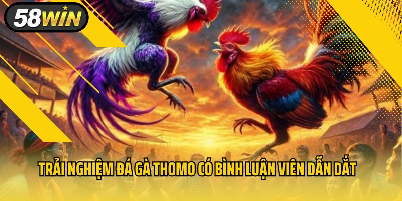 Đá Gà Thomo Có Bình Luận Viên