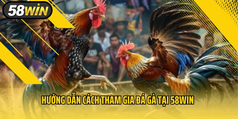 Những Điểm Đặc Biệt Khi Xem Đá Gà Thomo Có Bình Luận Viên Dẫn Dắt