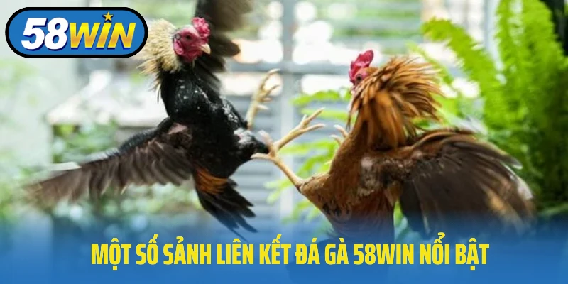 Các Hình Thức Cá Cược Đá Gà Tại 58WIN