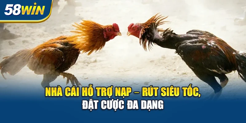 Ưu Đãi Đặc Biệt Dành Riêng Cho Người Chơi Đá Gà