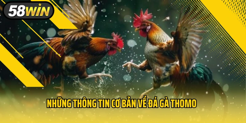 Lý Do Đá Gà Thomo Có Bình Luận Viên Dẫn Dắt Là Trải Nghiệm Đỉnh Cao