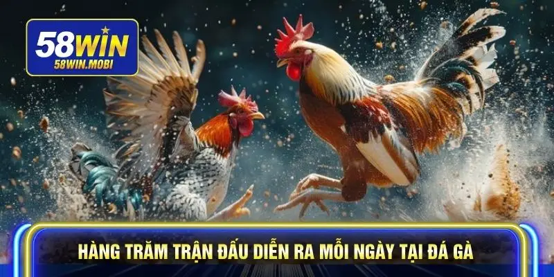 Hàng trăm trận đấu diễn ra mỗi ngày tại đá gà