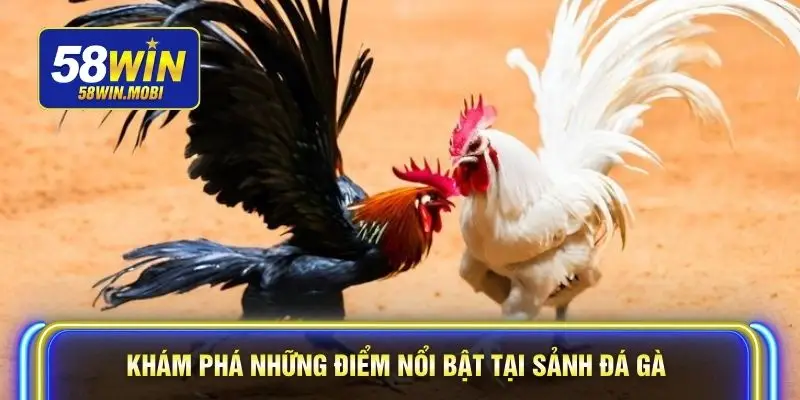 Khám phá những điểm nổi bật tại sảnh đá gà
